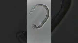 Живая клетка под увеличением
