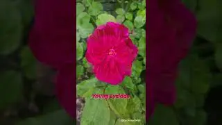 #beautifulroses #rose #rosevarieties