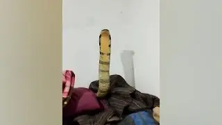 कमरे में सो रहा था युवक, बिस्तर में घुस आया किंग कोबरा, ये वीडियो आपको भी डरा देगा Live   King Cobra
