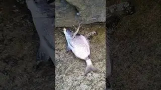 Sargo 🐟 pescado con tiras de pechuga de pollo #suscribete #short #viral #pesca