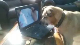 Maia Watching 'The Concentrics Show'