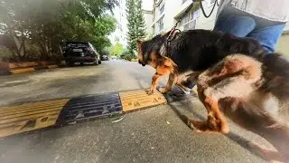 Впервые вывел Цезарь на прогулку без посторонней помощи | Период восстановления, 6-я неделя после операции FHO