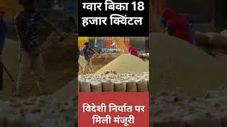 Gwar mandi taaja bhav #gwar# #anajmandibhav