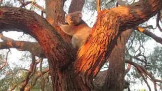 KOALA in my Beautiful NICOLI Peppermint Gum Tree