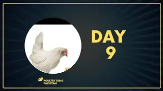 High profit business idea, low investment high profit, broiler poultry farm, new business idea,day 9
