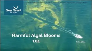 HABs 101: Harmful algal blooms 101 with Erica Clites
