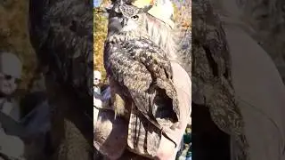 Подвеска в виде филина в штате Мэриленд.