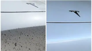 How to remove bugs from a Tesla without scratching it.