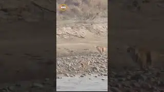 EPIC Fail: Tiger Hunting Deer