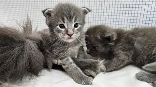 A Fun Day in the Kitten Nest!