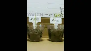 Watch me grow!🌱 Difference with Biochar