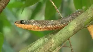 Pit Viper, Fer-de-Lance and Coati in Panama!