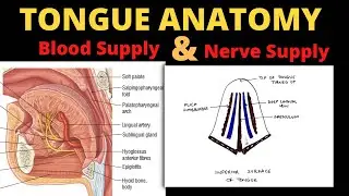 Tongue Anatomy (4/5) | Nerve Supply & Blood Supply of Tongue