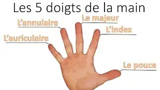 Apprendre les doigts de la main