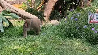 Japanese Macaques Are Able to Adapt to Tropical Weather | Macaque fuscata