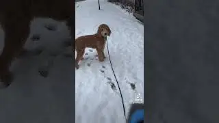 #golden #dog #milog #short #ilovemydog #puppy #pup #play #fetch #funny #fun