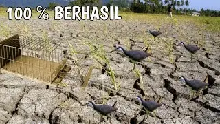 Catching Birds Using Traps | 100℅ works #birds #birdsounds #birdslover