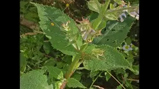 Herb of the Week Clary Sage
