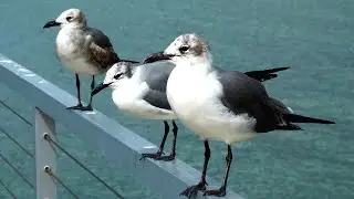Seagull Sounds | Seagulls Sound Effects | Seagull Calls | Seagulls Noises | Seagulls