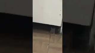 Mouse staring at person in Houston, Texas
