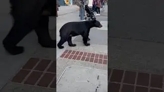 Funny Bear Videos | Bear Attack | Baby Bear | Funny Animals #shorts #bear #funnybear #grizzlybear