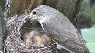 Новорожденные птенцы серой мухоловки, Gray flycatcher feeds chicks