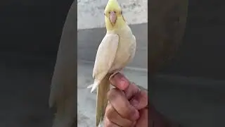 Female Cockatiel Calling Sound #cockatiel #birds