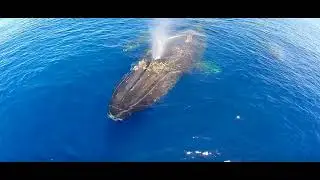 Matafonua Showcase arial footage ha'apai Tonga