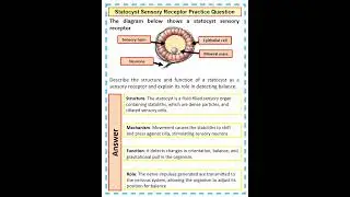 How to Answer a A Level Biology Statocyst Sensory Receptor Practice Question