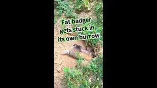 Fat badger gets stuck in its own burrow in SW China
