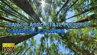 Going for a Hike at San Felasco State Preserve in Gainesville, FL - Trails for Horses, Hikes & Bikes