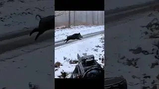 Очень удачливый дикий кабан в сезон дождей #hunting#cinghiale#chase #challenge#wildboar#snow#jabal&iacute;