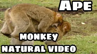 | बंदरों का सुन्दर दृश्य | MONKEY BEAUTIFUL NATURAL VIDEO | MONEY MOST AMAZING VIDEO |