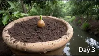 🌱 Avocado Tree Growth Timelapse: From Seed to Plant! 🥑