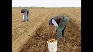 Les glaneurs et la glaneuse