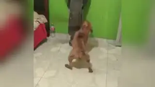 Dog with Sword |Dog Attacks on owner with Sword |Doggo Memes |Doggo Sword|