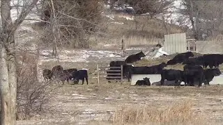 Area ranchers concerned about electronic cattle tag legislation