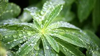 1 Hour Heavy Rain Sounds & Delta Waves 3 Hz