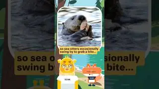 Zoe's Daily Wonders-River Otters? Sea Otters? Fun Animal Facts Breakdown