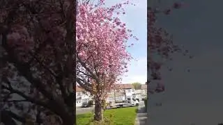 #magic Copperfield style magic trick #tree #blossom always better when you sneeze #shorts #flowers