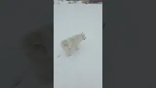В 400 метрах другая собака 👀👅🤭 #dog #snow #winter #fun
