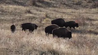 Mark&rsquo;s Montana Adventures: A visit to the CSKT's Bison Range