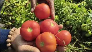 टमाटर की loadings मार्केट  खेती export #टमाटर #tomato #tomatosauce #vi #tamatar_ki_kheti_kaise_kare 