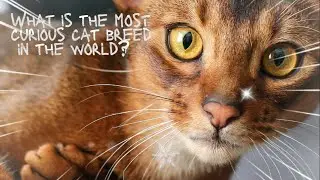 What is the most curious cat breed in the world?