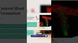 Unveiling Plant Secrets  How Lateral Roots Anchor and Grow 🌱