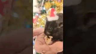Santa mouse #hamster #christmas #cutepet #animal #hat #funny