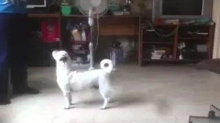 Dog eating bubbles
