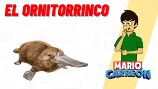 El Ornitorrinco