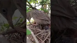 Common babbler bird babies (P 56) #shortvideo