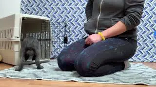 Intro to Puppy Training: 6 Weeks
